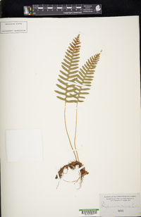 Polypodium vulgare image