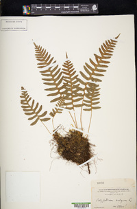 Polypodium vulgare image