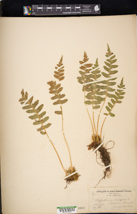 Polypodium vulgare image