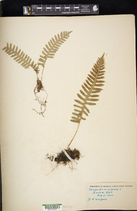 Polypodium vulgare image