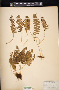 Polypodium vulgare image