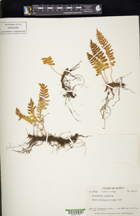 Polypodium vulgare image