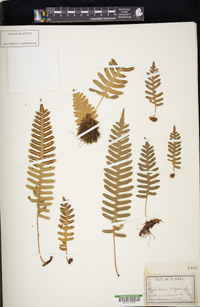 Polypodium vulgare image