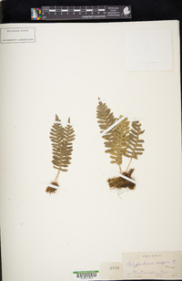 Polypodium vulgare image