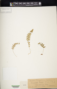 Polypodium vulgare image