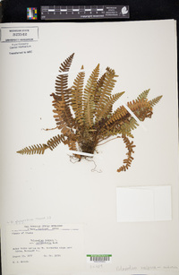 Polypodium glycyrrhiza image