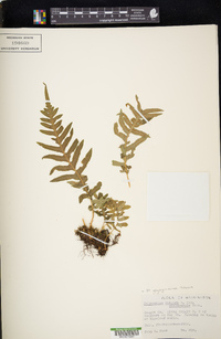 Polypodium glycyrrhiza image