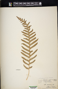 Polypodium glycyrrhiza image