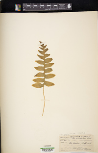 Polypodium glycyrrhiza image