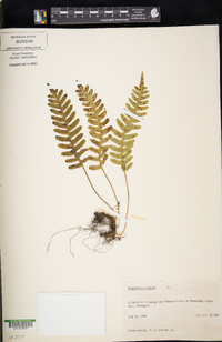 Polypodium vulgare image