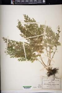 Selaginella pallescens image