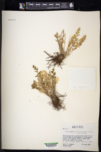 Selaginella pallescens image