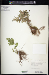 Selaginella pallescens image