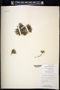 Selaginella peruviana image