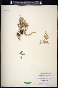 Selaginella rupincola image