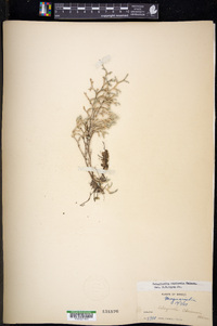 Selaginella rupincola image