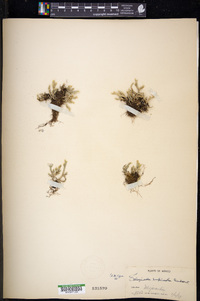 Selaginella rupincola image