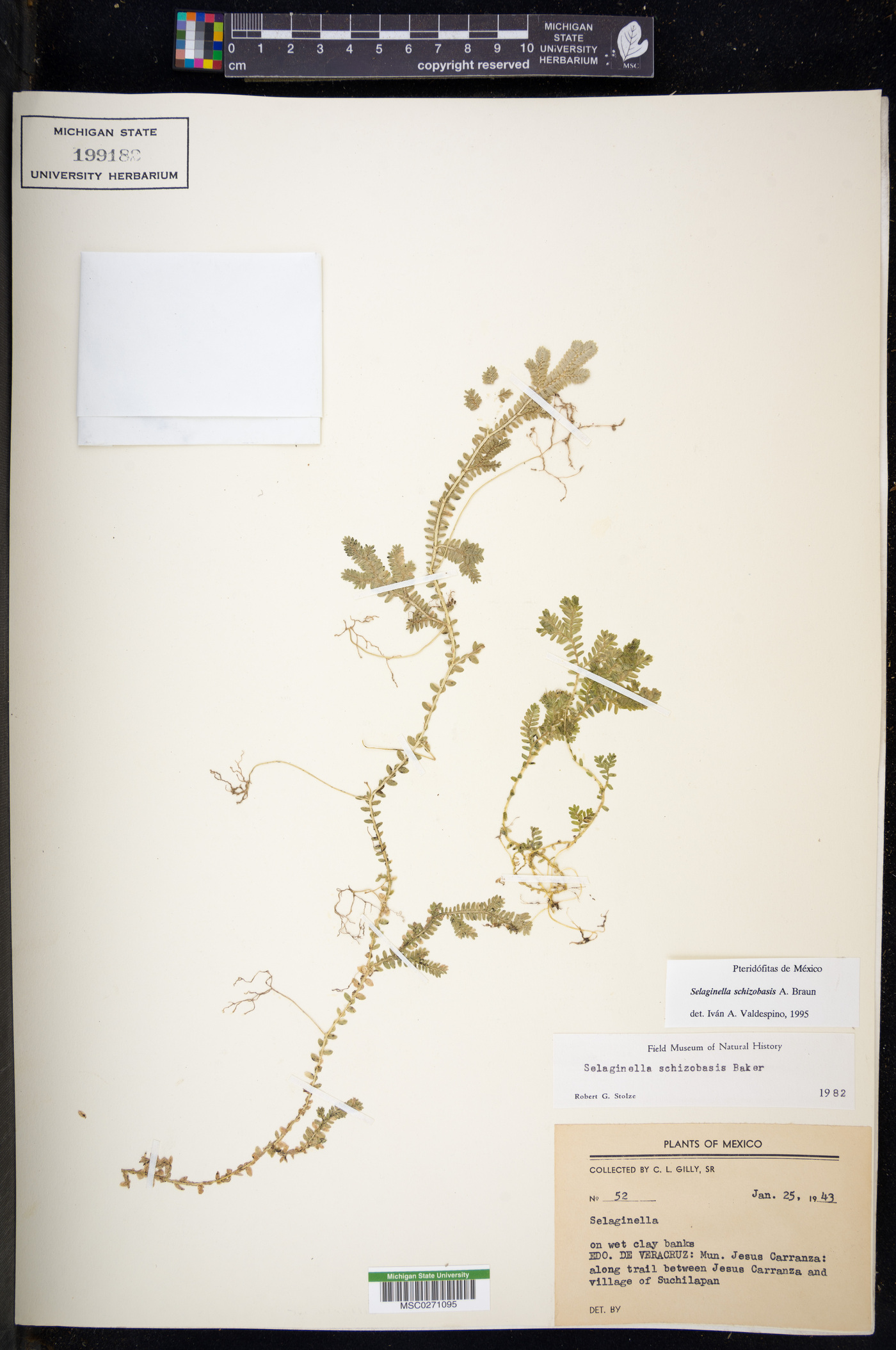 Selaginella schizobasis image