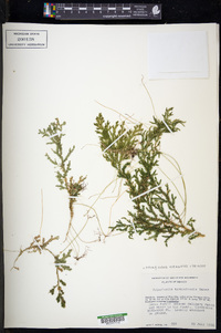 Selaginella flexuosa image