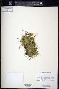 Selaginella apoda image