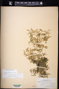 Selaginella eclipes image