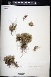 Selaginella rupestris image