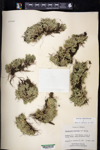 Selaginella rupestris image