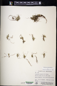 Selaginella rupestris image