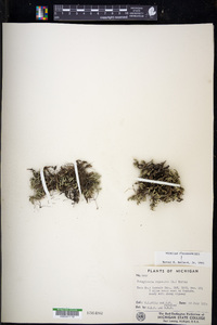 Selaginella rupestris image