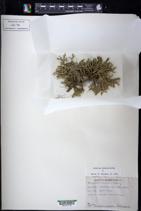 Selaginella rupestris image