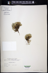 Selaginella rupestris image