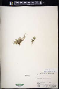 Selaginella rupestris image