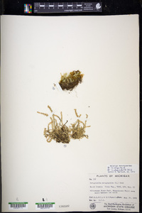 Selaginella selaginoides image