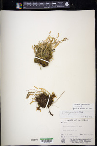 Selaginella selaginoides image