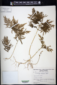 Selaginella asperula image