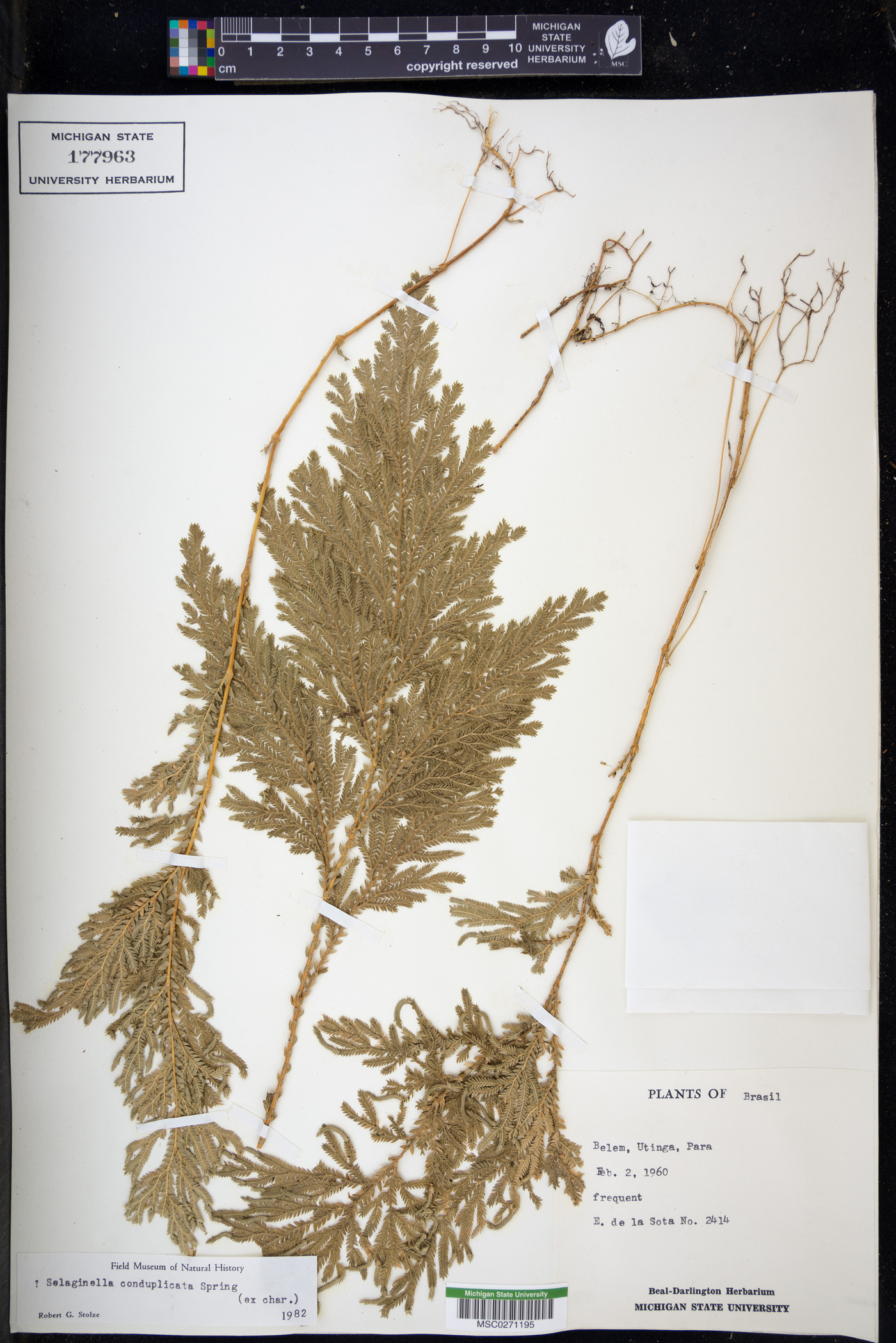 Selaginella conduplicata image