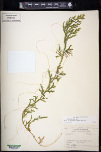 Selaginella diffusa image