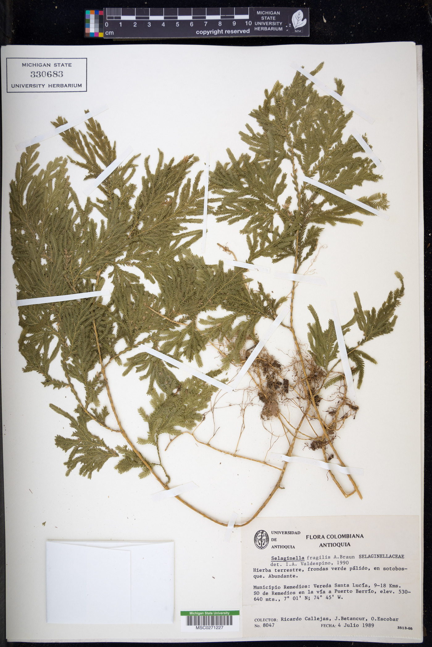 Selaginella fragilis image