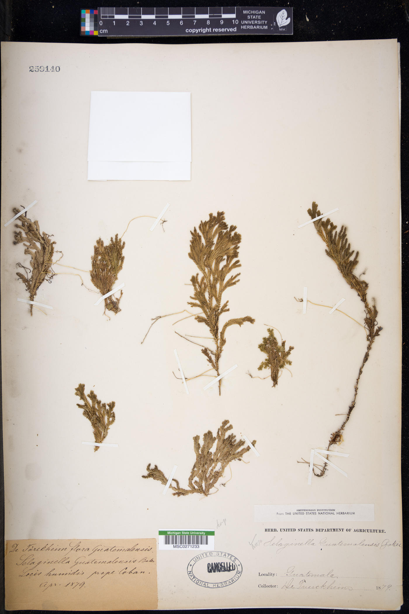 Selaginella guatemalensis image