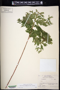 Selaginella haematodes image