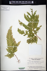 Selaginella haematodes image