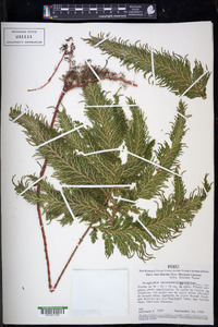 Selaginella haematodes image