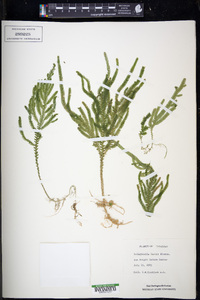 Selaginella hartii image