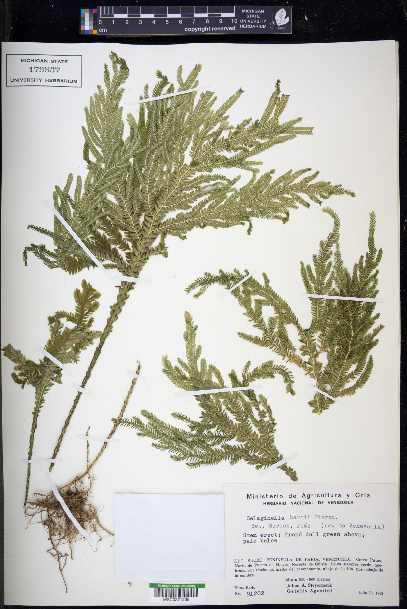 Selaginella hartii image