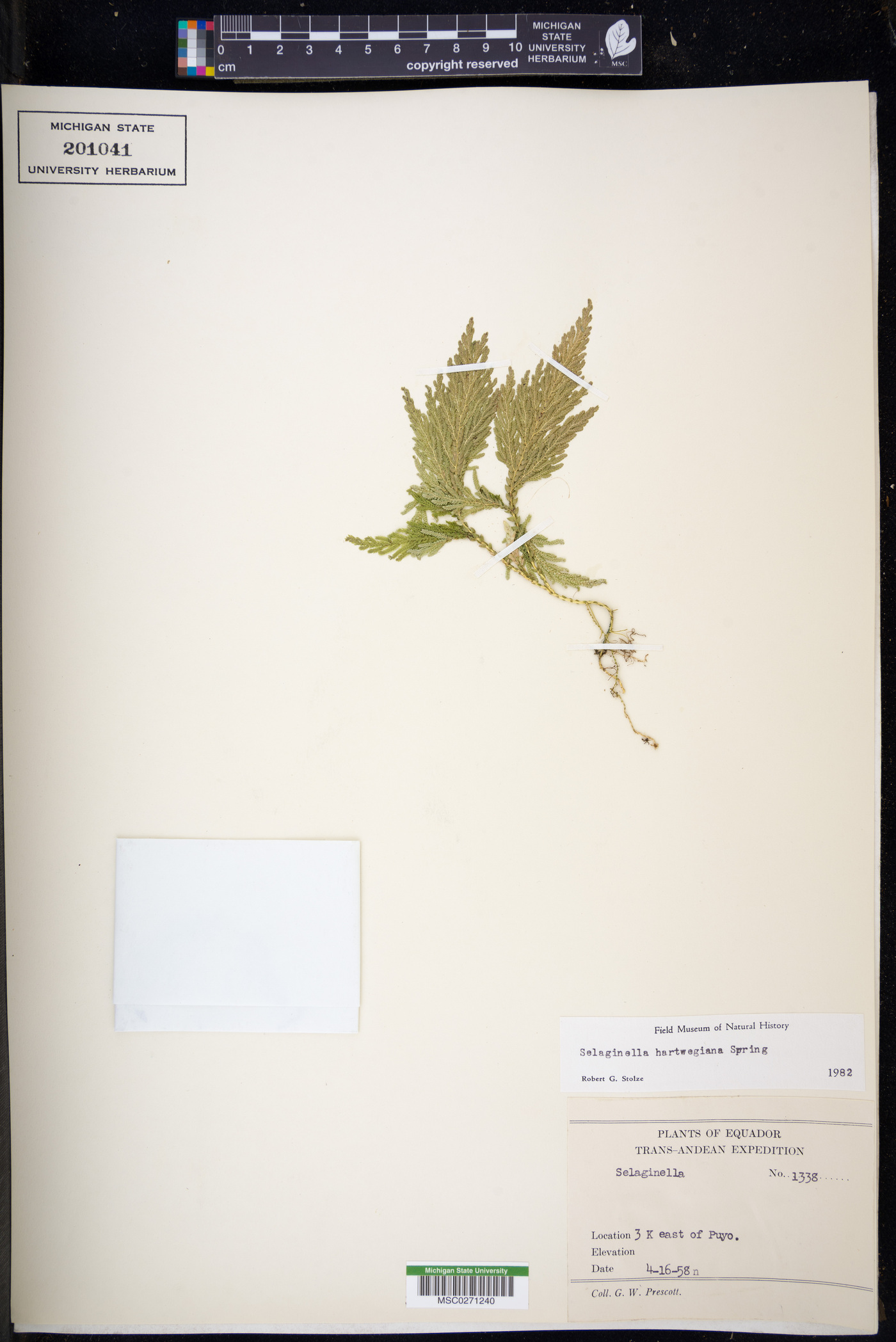 Selaginella hartwegiana image