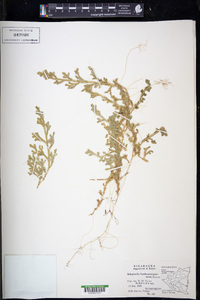 Selaginella huehuetenangensis image