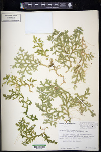 Selaginella krugii image