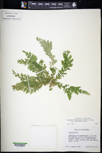 Selaginella pallescens image