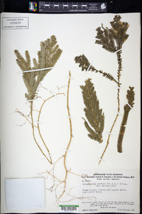 Selaginella parkeri image