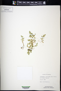 Selaginella porelloides image